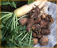 ���Ɛ����_����